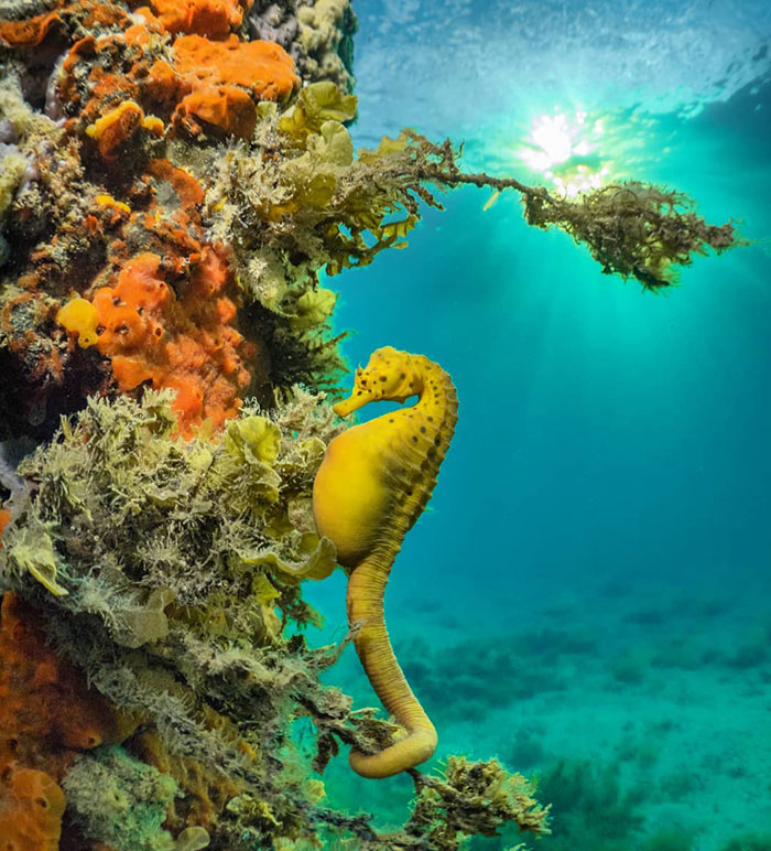 A Big-Belly Seahorse Relaxes In The Evening Sun. A Shot Was Taken In 2017 Under A Pier In Port Phillip Bay, Victoria, Australia