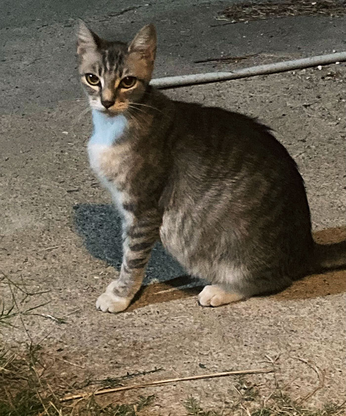 Pregnant Stray Followed Me Home. I Guess Now I’ll Have Grandkittens