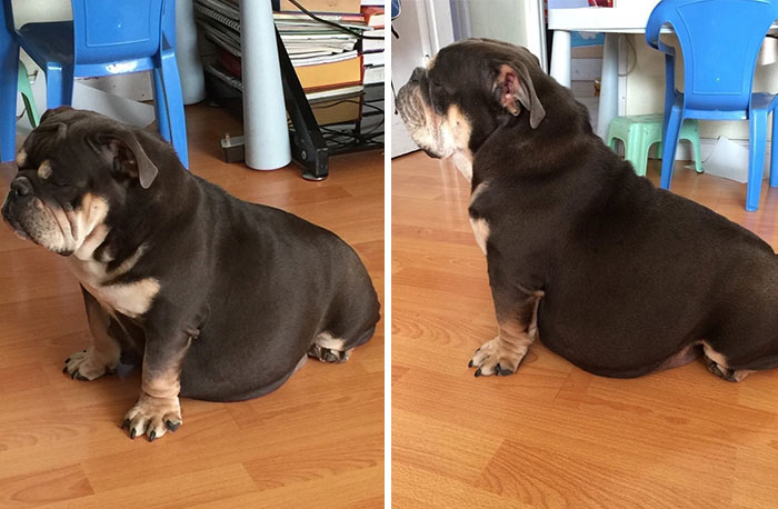 So My Brother's Dog Is Pregnant And This Is How She Sleeps