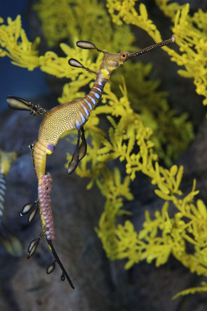 Our Male Weedy Sea Dragon During Pregnancy! You Can See His Eggs Attached To His Tail