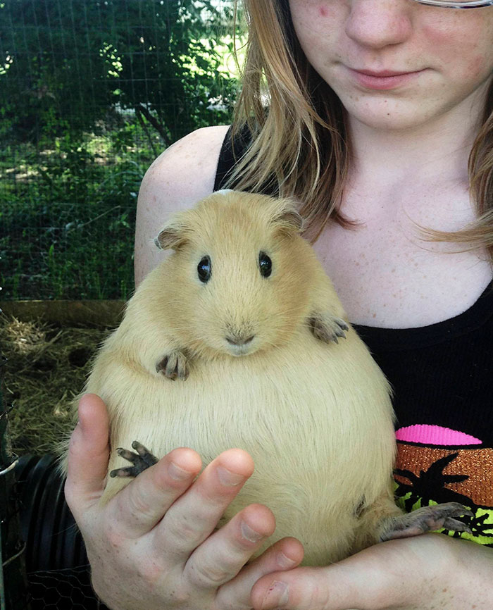 Pregnant Guinea Pig