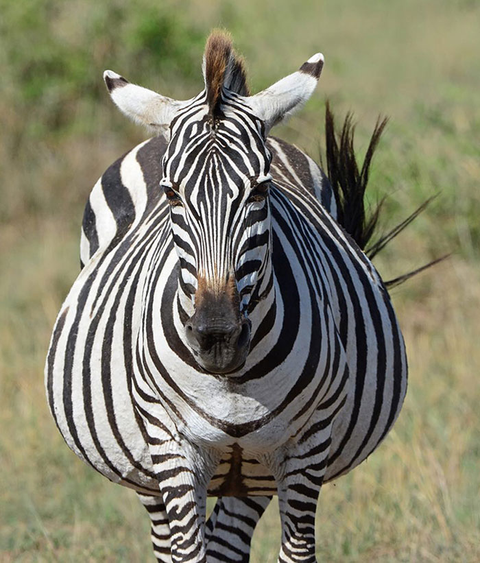 Do These Stripes Make Me Look Fat? Pregnant Zebra, Masai Mara, Kenya