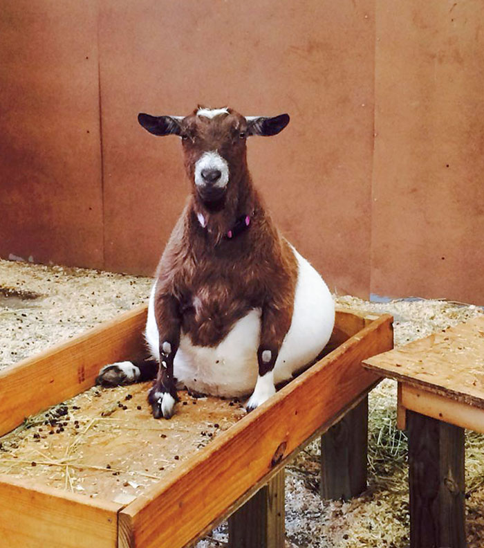 Portrait Of A Pregnant Goat