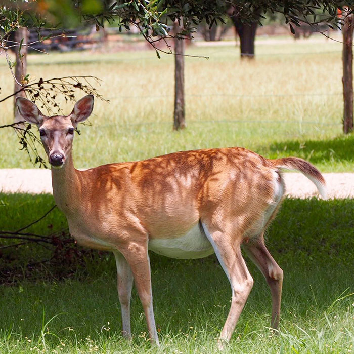 More Backyard Whitetail Deer From Texas
