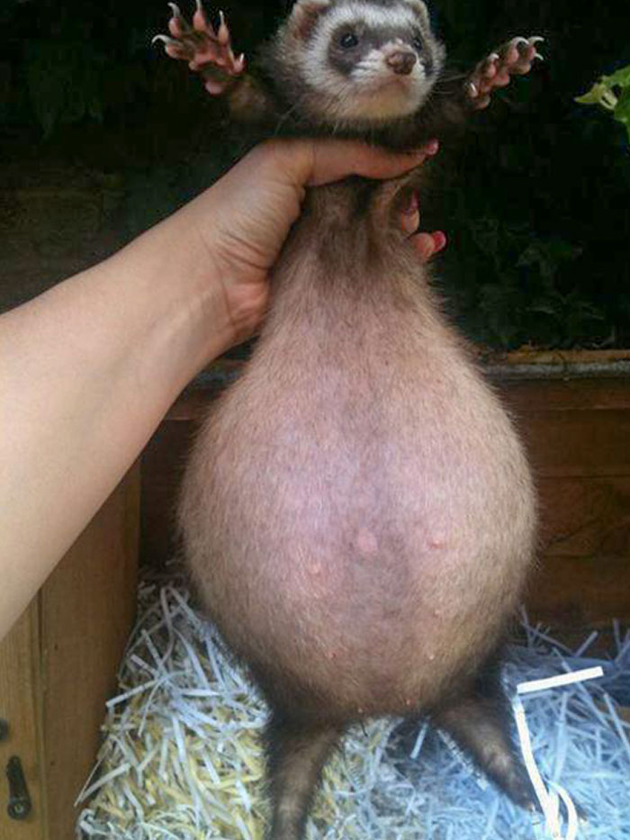 Pregnant Ferret