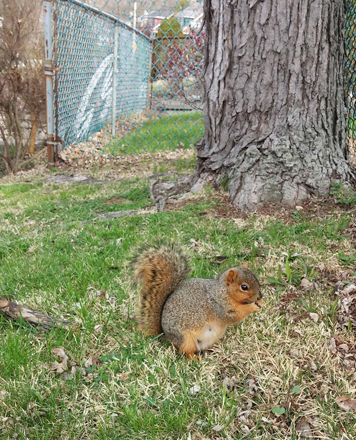 Very Pregnant Squirrel Had No Fear - So I Gave Her Some Peanuts