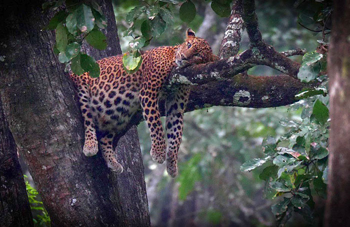 Pregnant Leopard Resting At Karnataka Forest