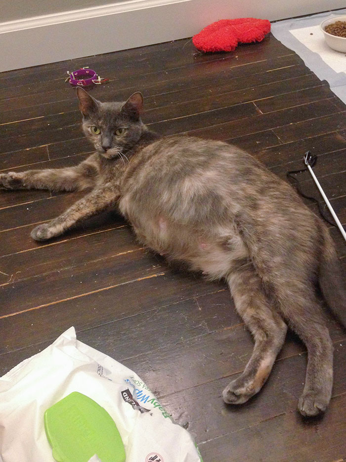 Pregnant Mama Cat Finally Popped