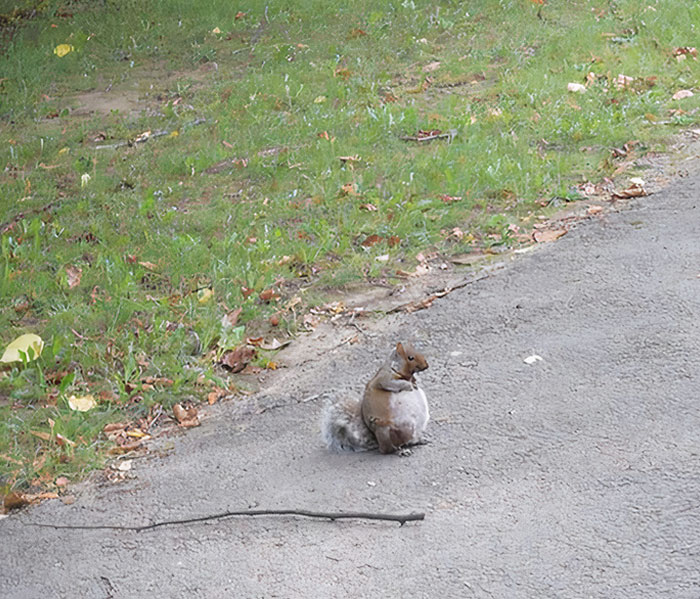 Saw A Pregnant Squirrel For The First Time Today. I’m Not Sure What I Expected But This Exceeds All Of It