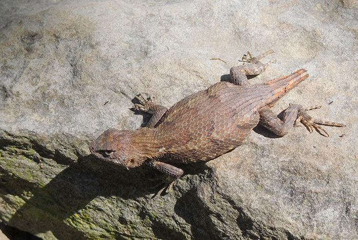 Pregnant Lizard Regrowing Its Tail