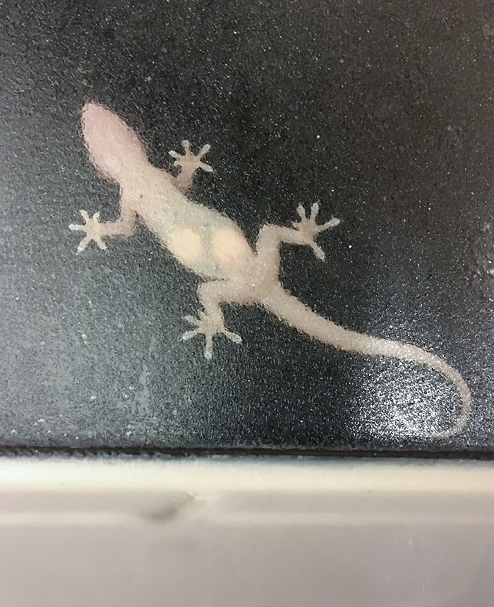 Pregnant Lizard On Bathroom Window