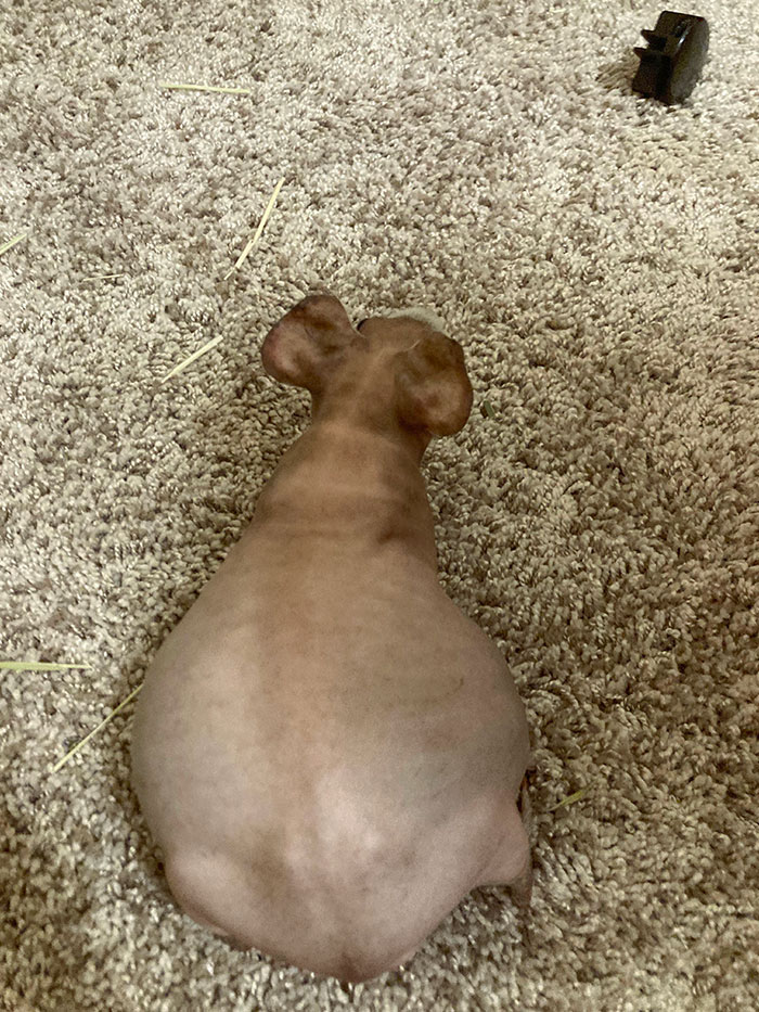 Pregnant Hairless Guinea Pig