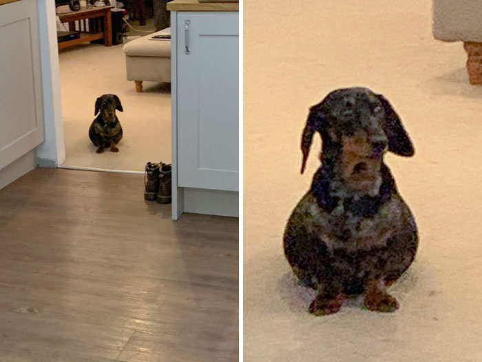 My Dog Is Pregnant And She’s So Round I’m Losing It