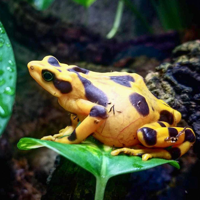 This Is Super Exciting! The Last Time We Came To Visit, We Saw These Frogs Mating And Now The Female Is Pregnant