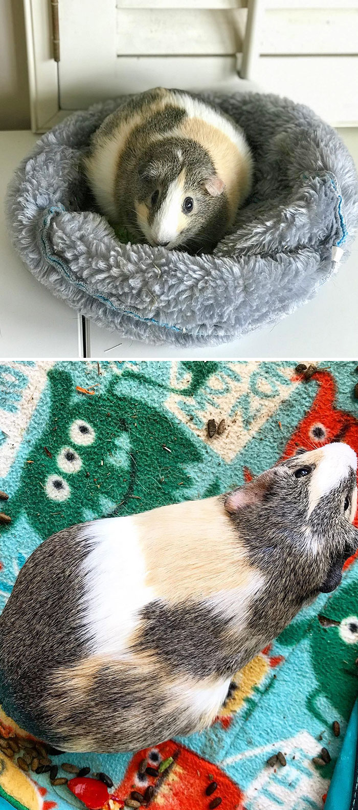 Three Years Ago Fig Was Very Pregnant And Looked Like She Might Pop At Any Moment