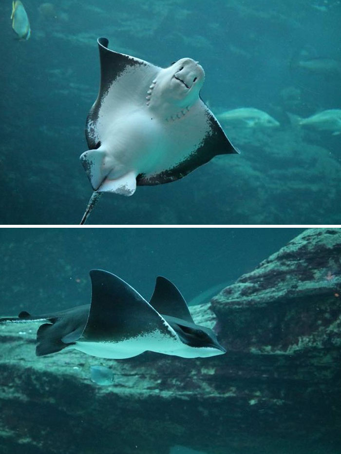 Bloat? Nope, It's A Baby Bump! One Of Our Eagle Rays Is Pregnant - We Think It's Super Cute