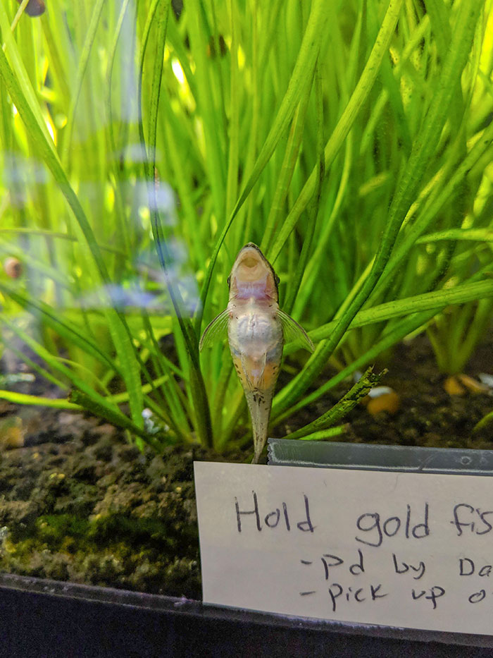 Not Something You See Too Often, A Pregnant Otocinclus In One Of The Display Tanks At Aquarium