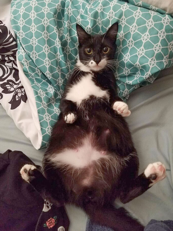 My Favorite Lady Lazing Around Until Someone Pets Her Pregnant Belly