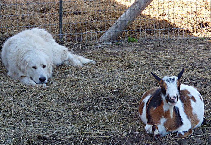 Guardian Pupper Watching Over Pregnant Hoofboi Fren