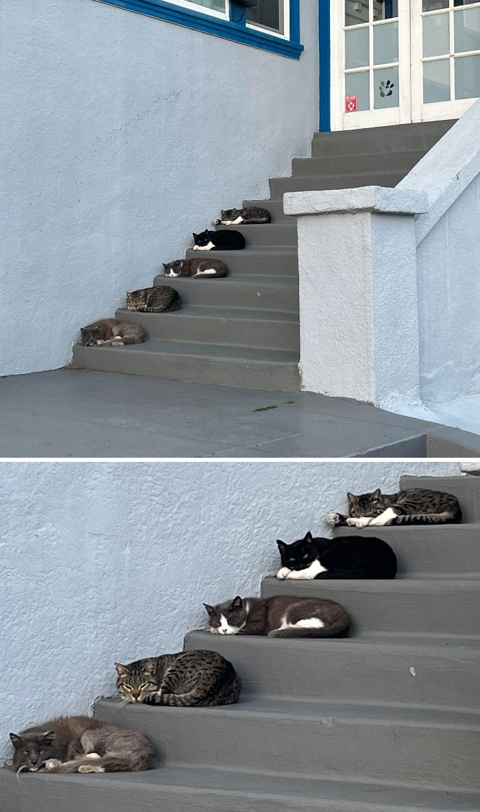 These Cats Napping Aligned On Stairs