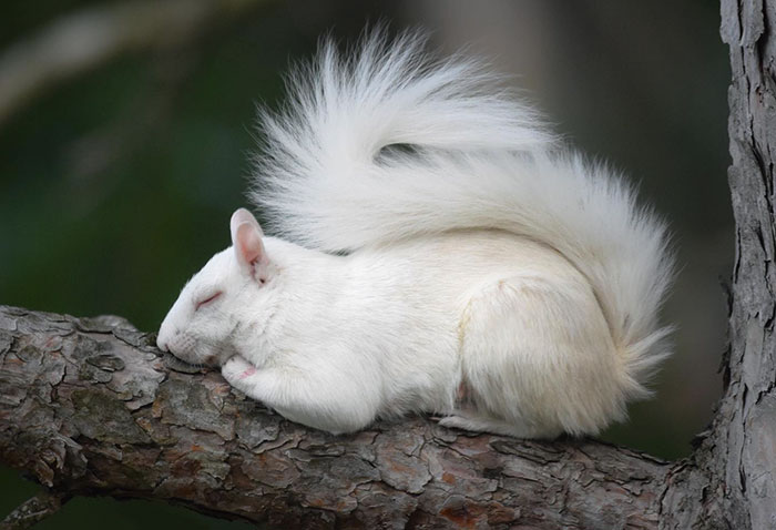 Albino Momma Lola Was Taking A Much Deserved Nap