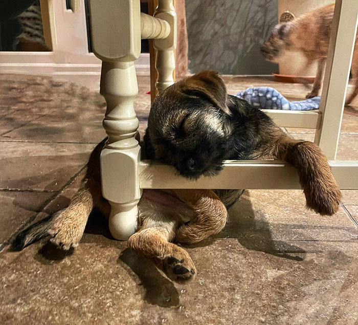 Do Not Move That Chair. We Don’t Want To Wake A Sleeping Baby