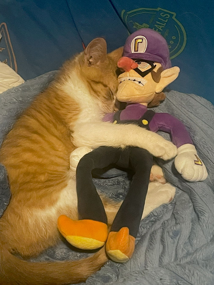 The Kitty Cat Sleeping With Waluigi