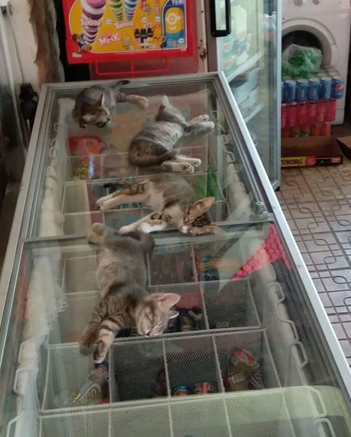 The Street Is Very Hot, So The Salesperson Allows Kittens To Go Into The Store And Sleep On The Freezer