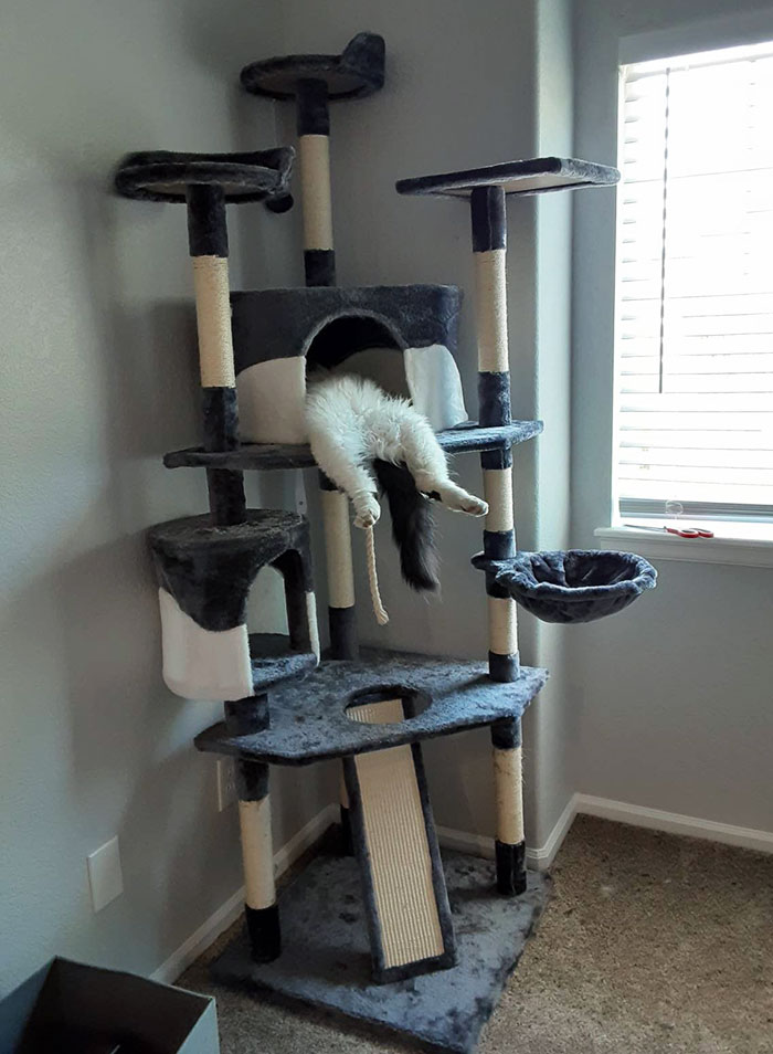 I Caught Him Sleeping Like This In His Cat Tree