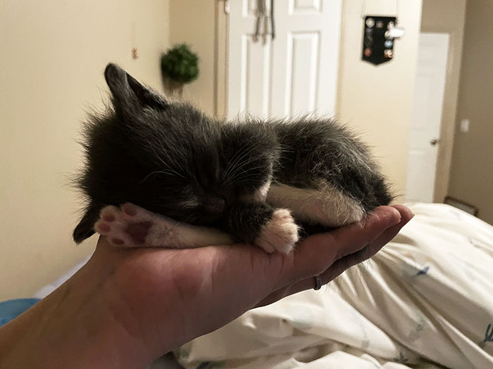 Foster Kitten Likes To Sleep In My Hand. I Have No Objections