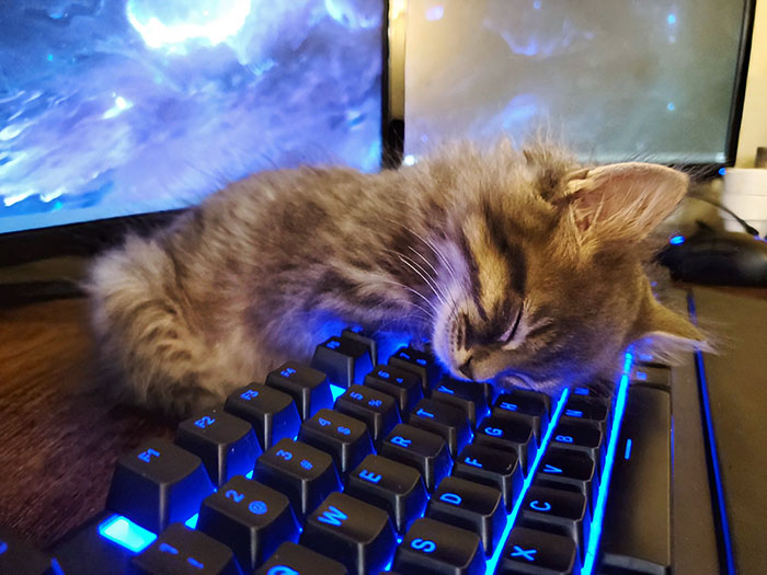 Despite All The Cozy Spots I've Provided My Fosters, Murph Still Prefers The Keyboard