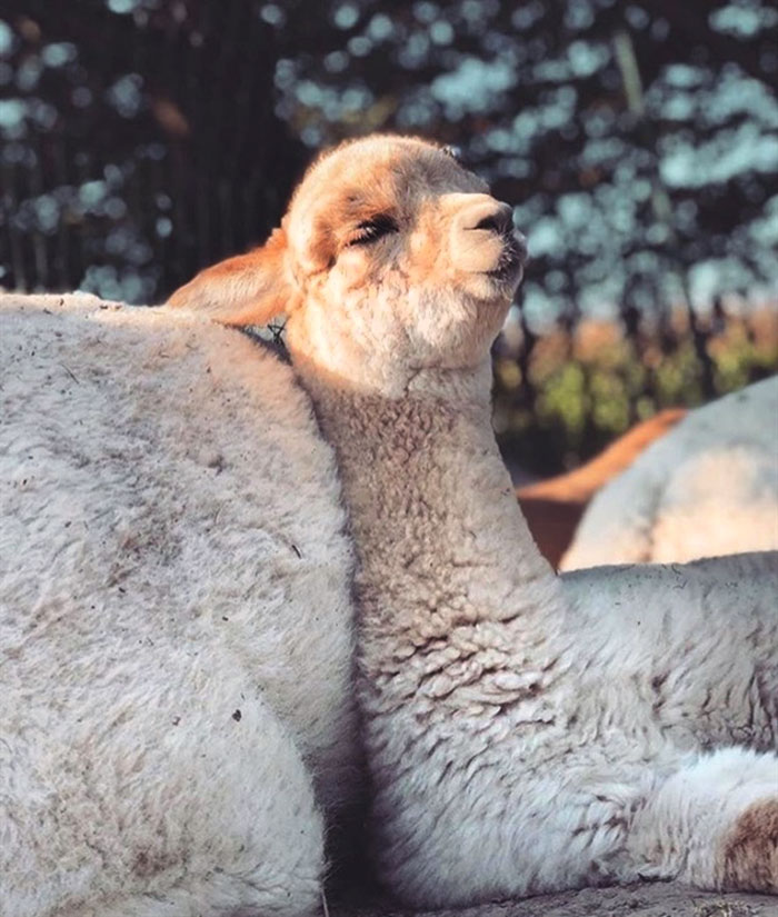 Alpacas Sleeping. Would This Baby Alpaca Be Counting Sheep Or Alpacas?⁠