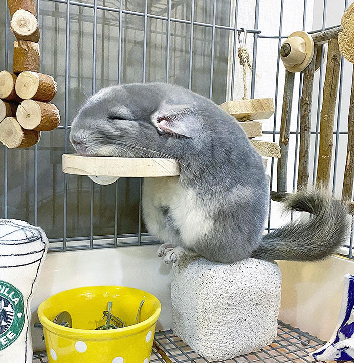 Sleeping Is Tiring. I Have No Energy Left