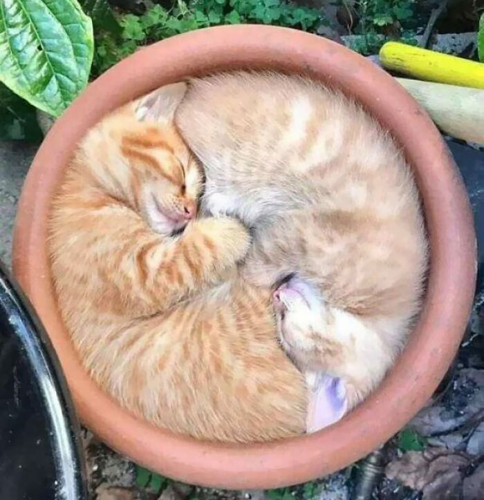 Circle Of Meow