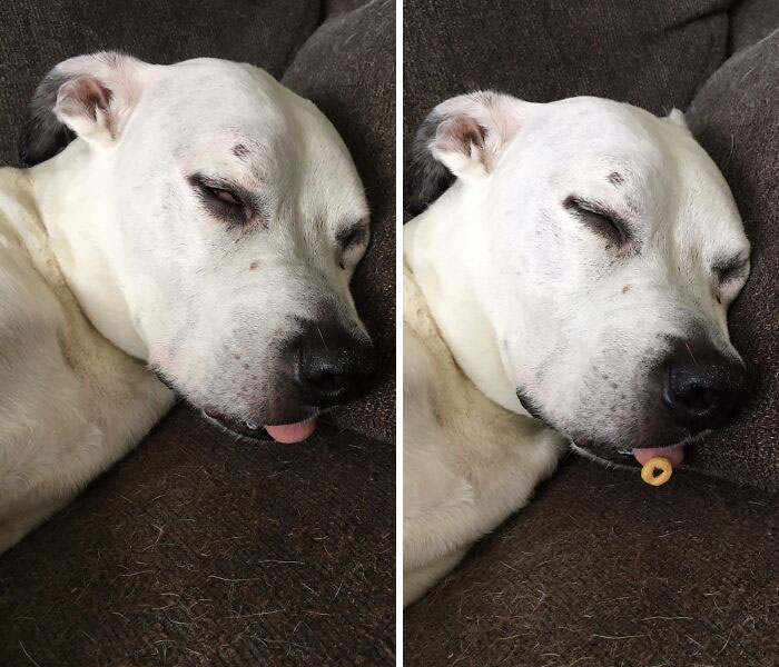 My Deep Sleeping Pupper. The Cheerio Has Been There For 3 Minutes Now. How Long Will It Last? Stay Tuned