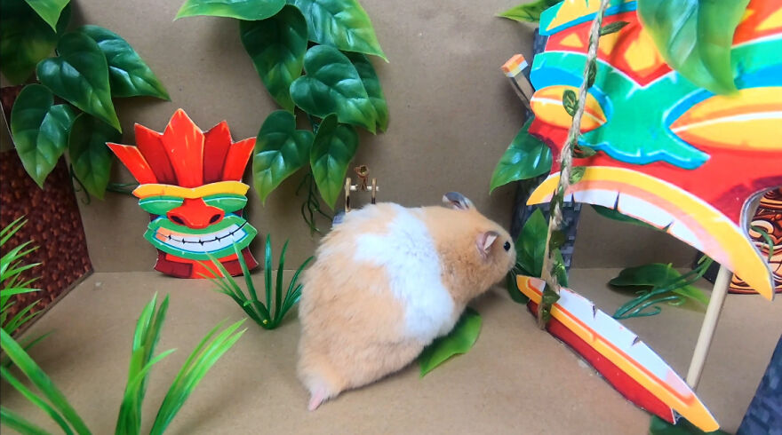I Made A Video Of A Brave Hamster Escaping A Cannibal's Prison In An Amazing Obstacle Course Which Is Like The Pet Version Of Indiana Jones (12 Pics)
