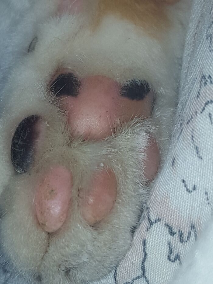 Lola's Bear Beans
