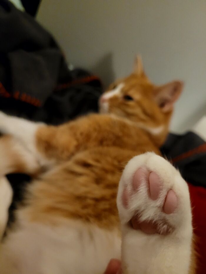 Pretzel Toe Bean