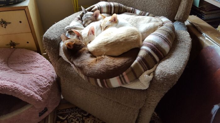 Fro Front To Back Coco, Simi, Loki And Atticus Enjoying The Morning Sunrise