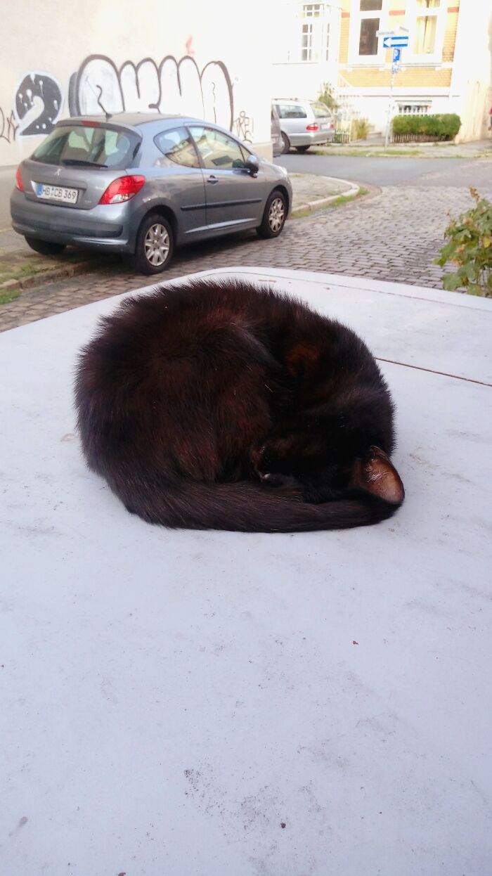 Puuuurfect Smoll Furrbal - Btw. Not My Cat ;)