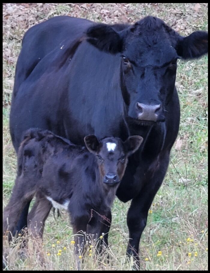 2 Baby Teeth Pulled After 50yrs. Complained Tooth Fairy Owed Me Coin. Woke Up To This Next Day