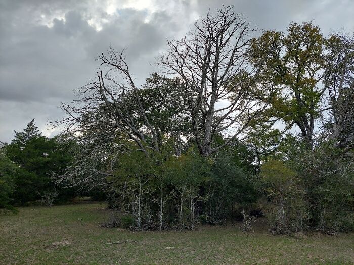 The Pasture And Woods Near My Home In Centex