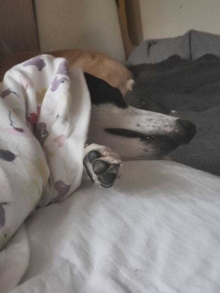 Sleepy Whippet Toe Beans ❤️