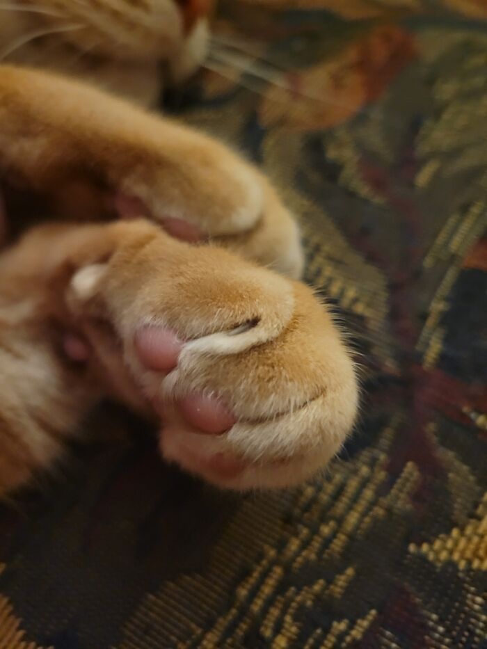 Tookie Beans!