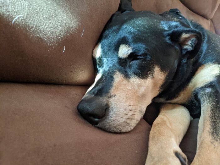 My Dog Chace :) He Is One Sleepy Boi