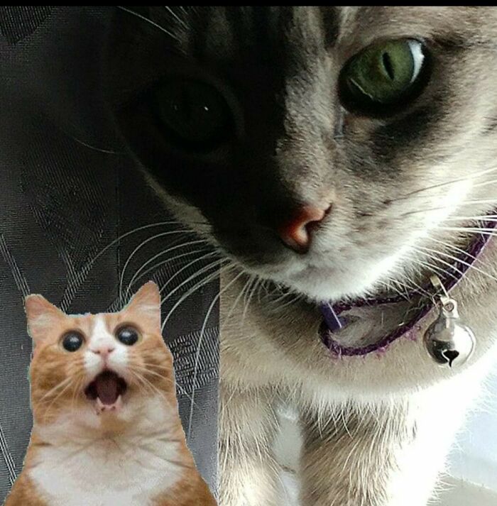 I Laughed Way Too Hard And Long When I Took This Picture Of My Cat