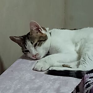 alinee-rosaline avatar