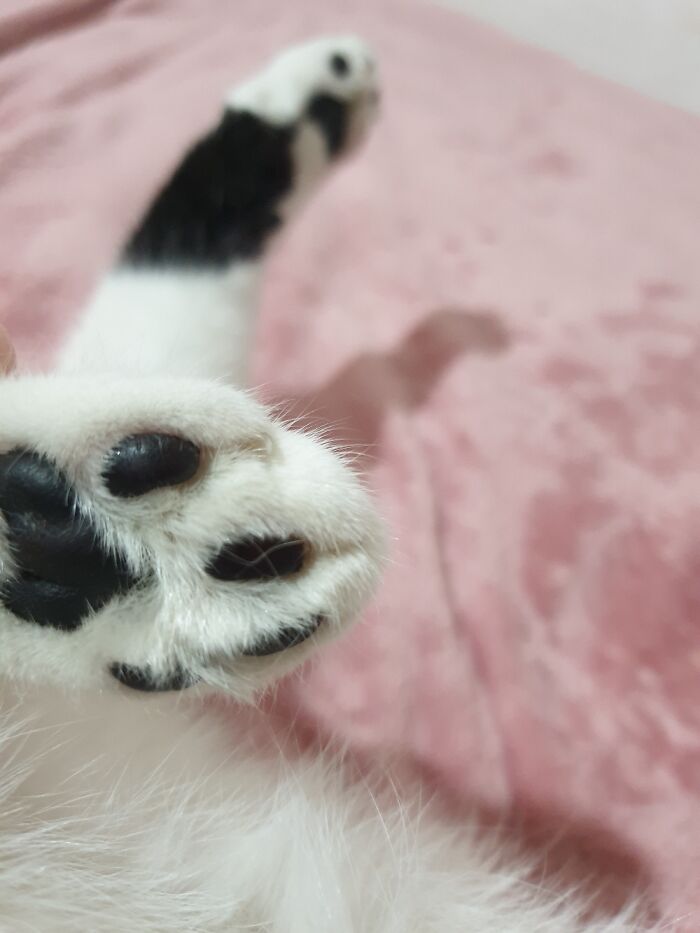 Black Beans 