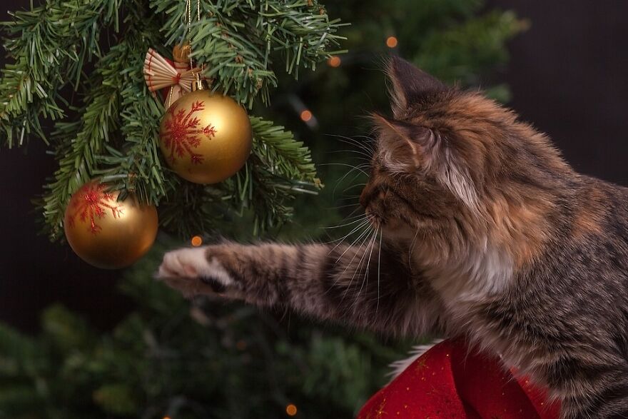 A Gorgeous Christmas Tree With Red Glass Balls And Light Garlands Peeks Out From The Branches With A Cat Wearing A Santa Hat.