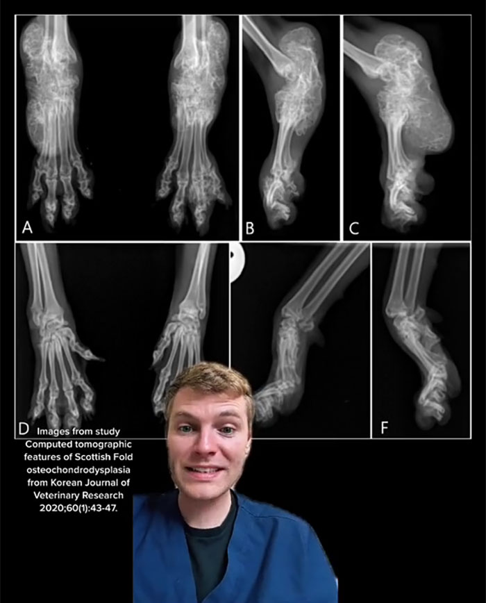 Veterinary Surgeon Reveals Cat And Dog Breeds He'd Never Buy And Explains Why Veterinary Surgeon Reveals Cat And Dog Breeds He'd Never Buy And Explains Why
